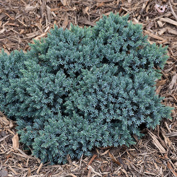 JUN SQ 'BLUE STAR' 10G STD 1518"