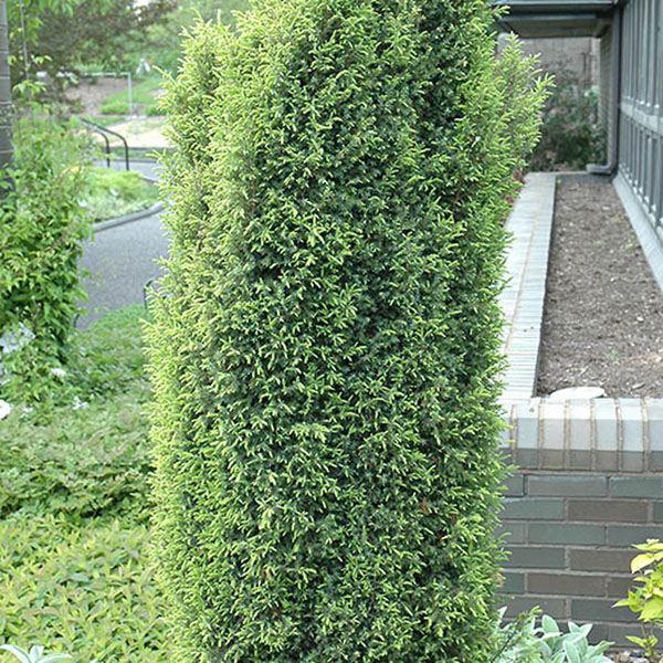 JUN COMM 'GOLD CONE' 7G