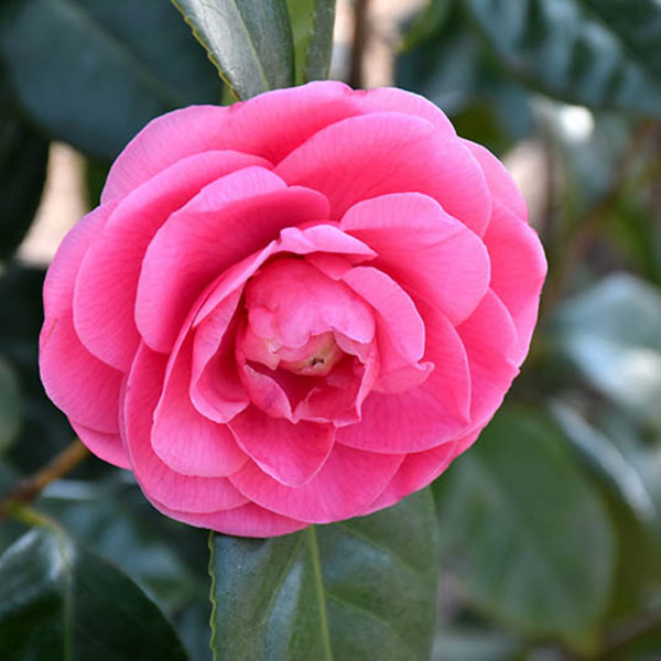 CAMELLIA JAP 'JERRY HILL' 3G