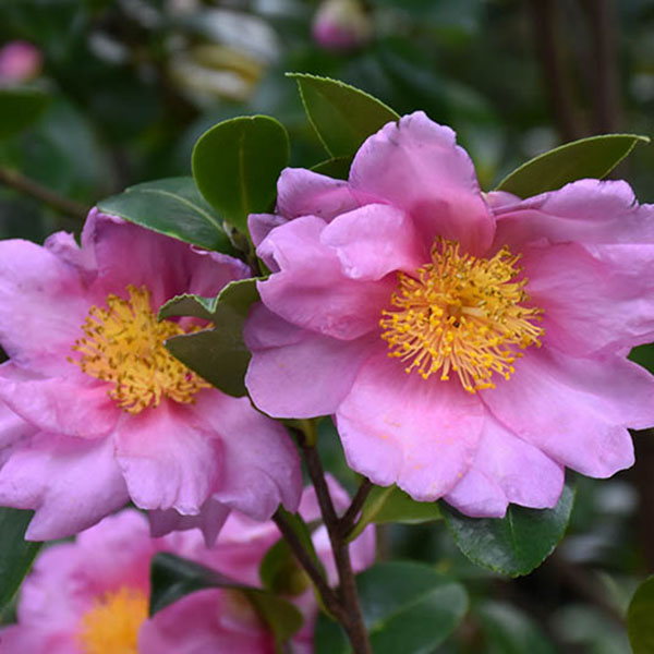 CAMELLIA X 'APRIL BLUSH' 3G