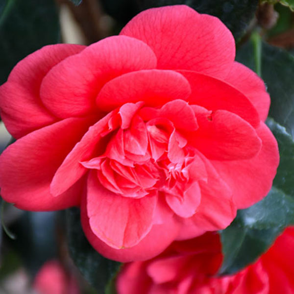 CAMELLIA JAP 'ROSEHILL RED' 3G