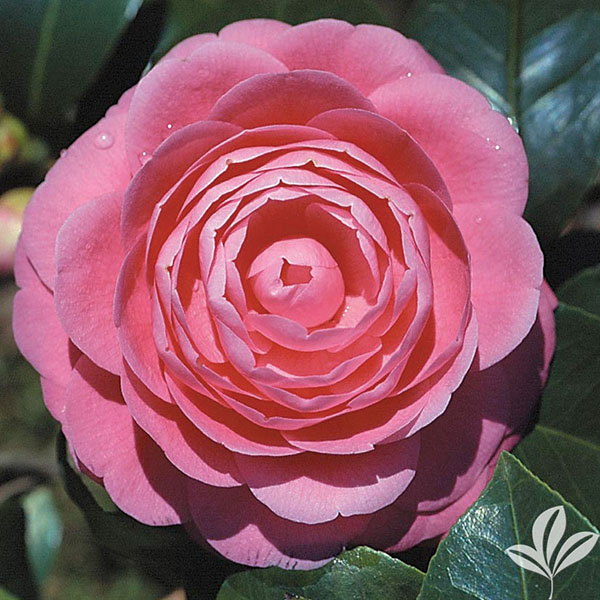 CAMELLIA JAP 'JACKS' 3G