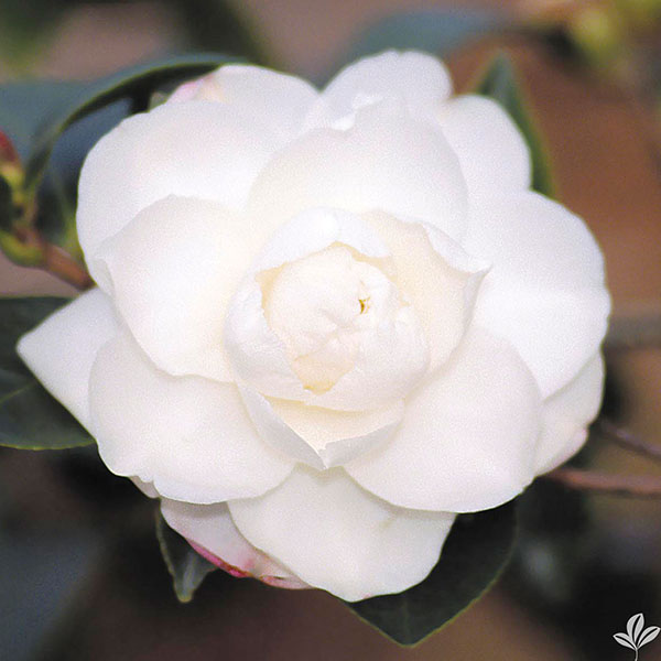 CAMELLIA JAP 'WHITE BY THE GATE'