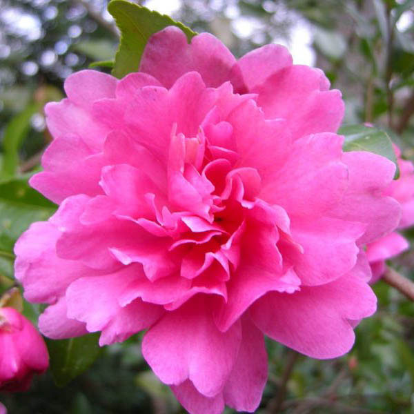 CAMELLIA SAS 'AUTUMN SPIRIT' 3G