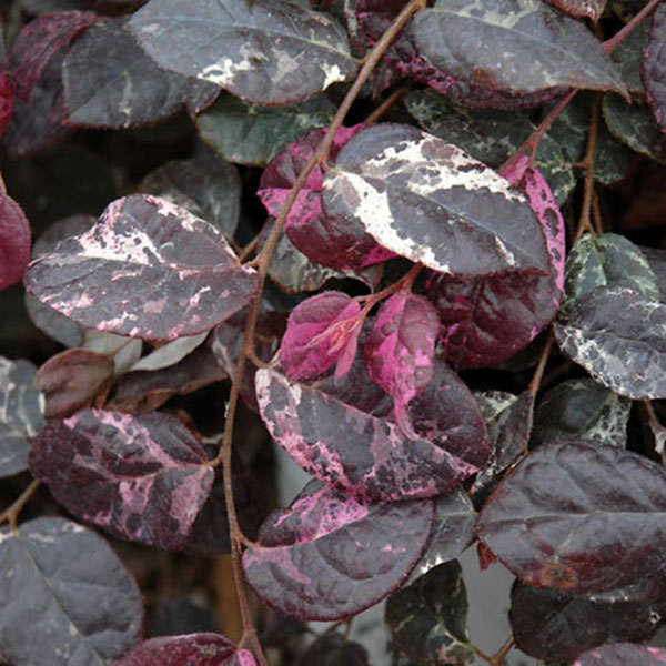 LOROPETALUM 'JAZZ HANDS VAR' 3G
