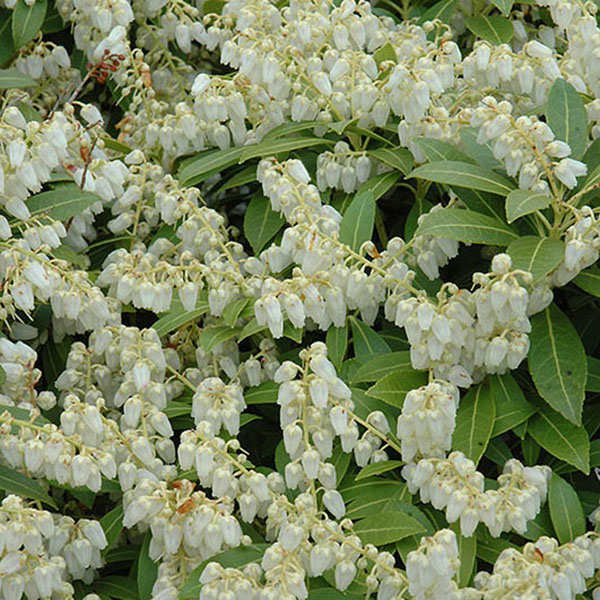 PIERIS JAP 'CAVATINE' 6G