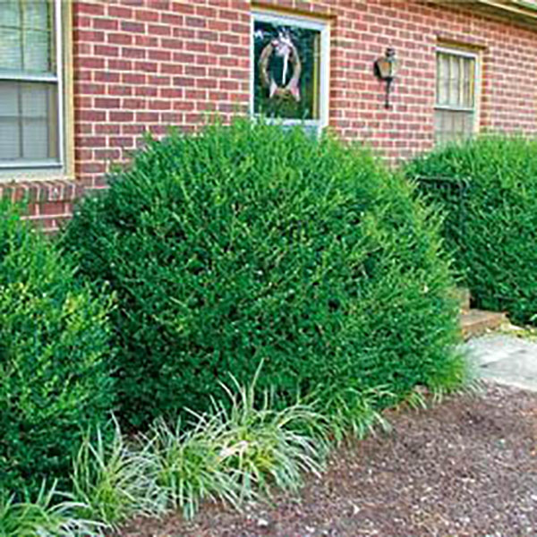 BUXUS MIC 'WINTERGREEN' 7G