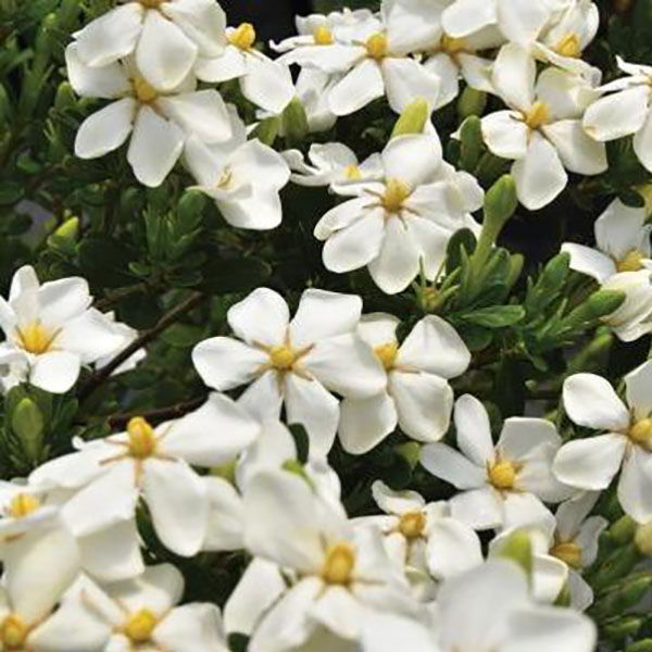 GARDENIA 'SNOW GIRL' 3G