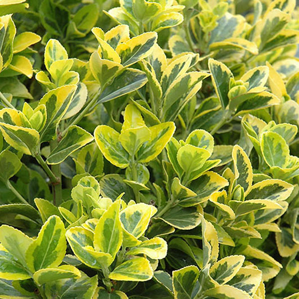 EUONYMUS J 'AUREO MARGINATA' 5G