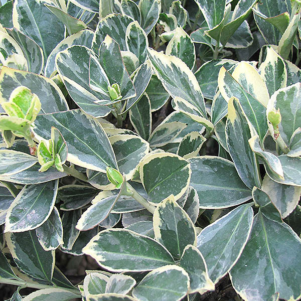 EUONYMUS J 'SILVER KING' 2G