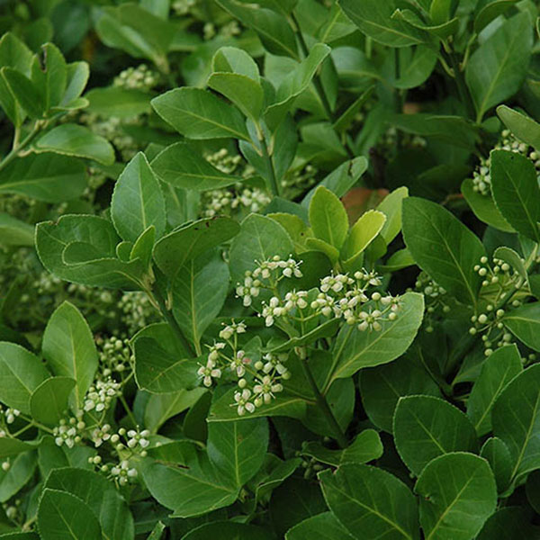 EUONYMUS K 'MANHATTAN' 3G