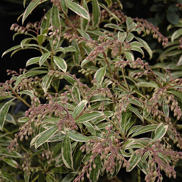 PIERIS JAP 'FLAMING SILVER' 6G