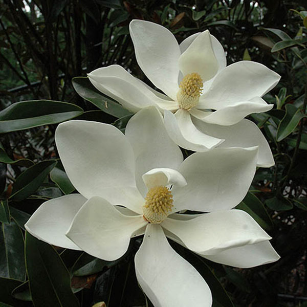 MAGNOLIA GR 'LITTLE GEM' 7G ESP