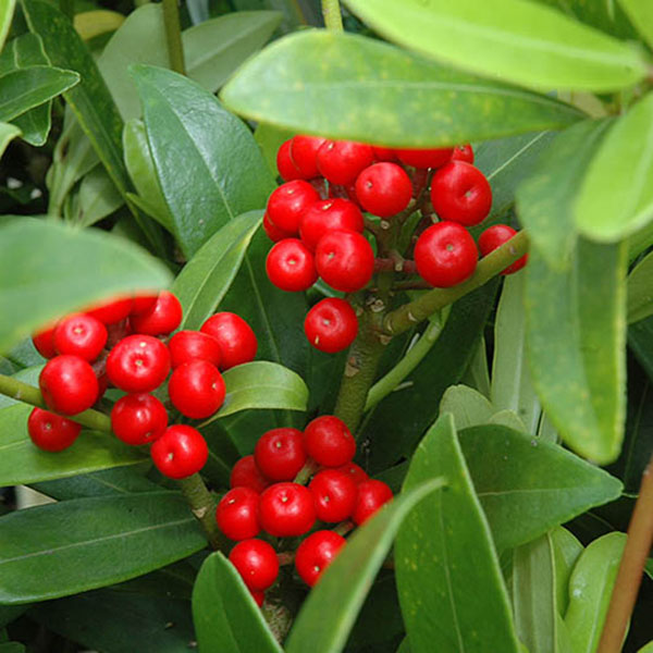 SKIMMIA JAP FEMALE 1G