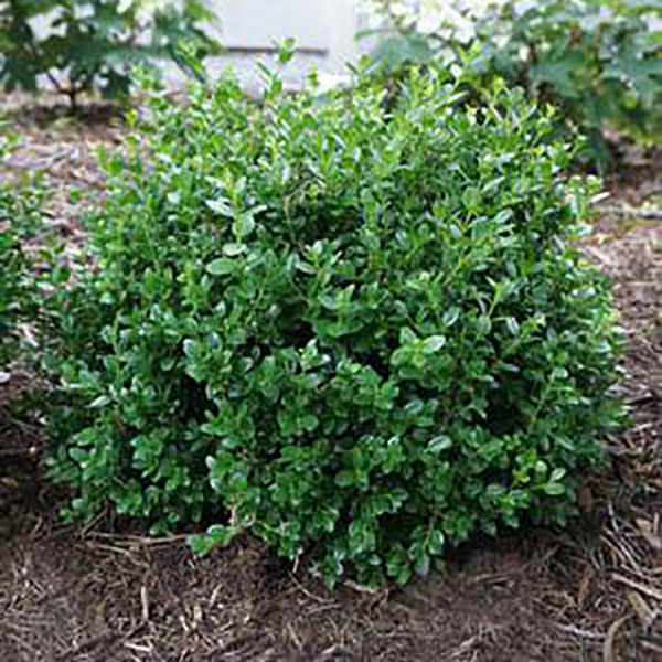 BUXUS SEMP 'DEE RUNK' 1G