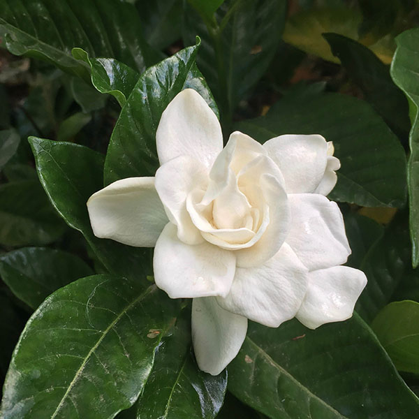 GARDENIA 'CHUCK HAYES' 3G