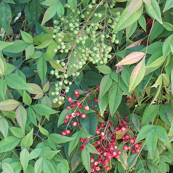 NANDINA DOMESTICA 7G