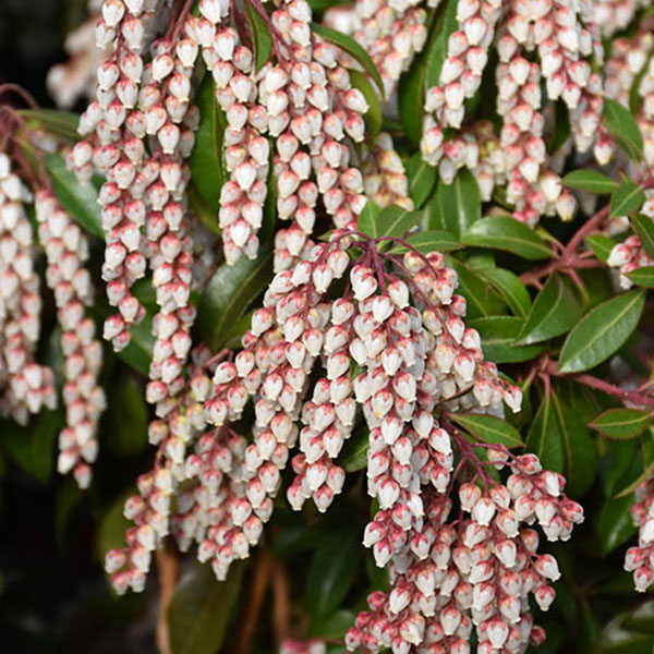 PIERIS JAP 'DOROTHY WYCOFF' 3G