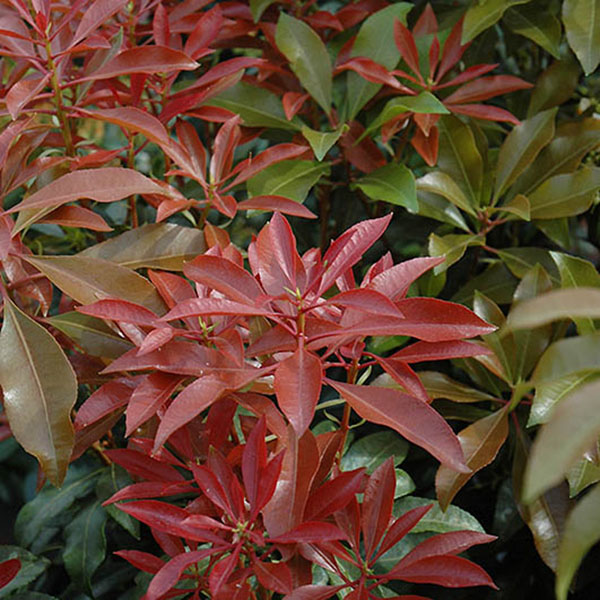 PIERIS JAP 'MT FIRE' 3G