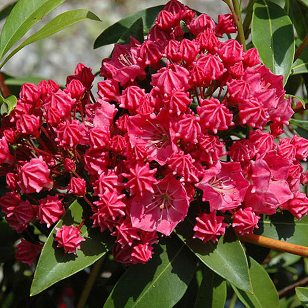 KALMIA LAT 'RASPBERRY GLOW' 3G