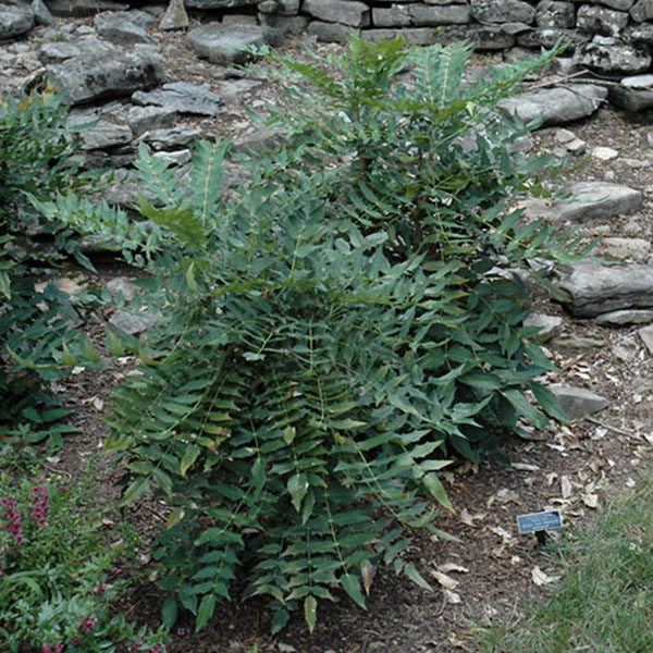 MAHONIA X 'WINTER SUN' 7G