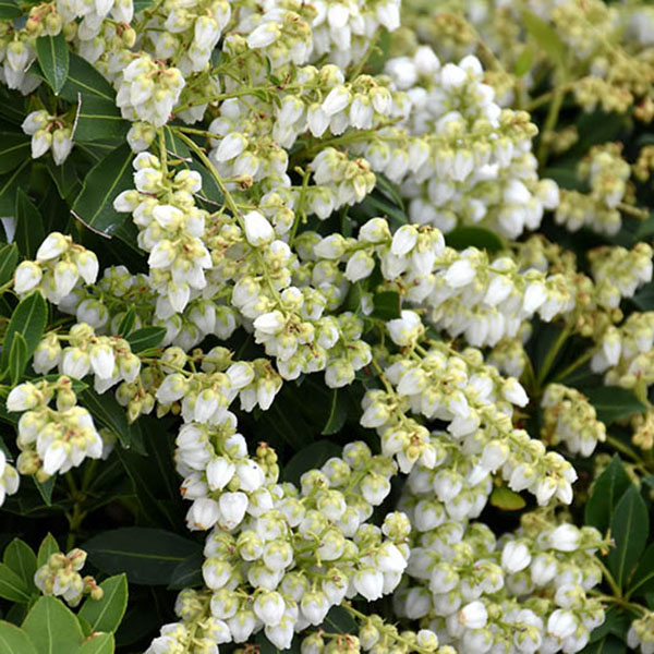 PIERIS JAP 'PRELUDE' 2G