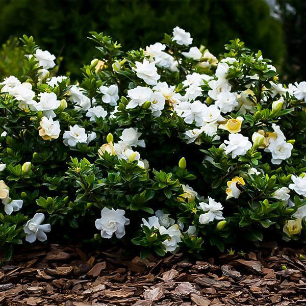 GARDENIA 'SUMMER SNOW' 3G