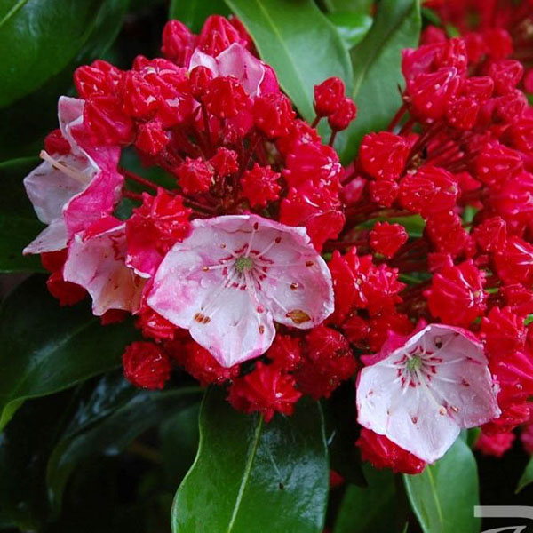 KALMIA LAT 'PINK CHARM' 3G