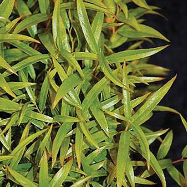 BUXUS NEWGEN 'INDEPENDENCE' 7G