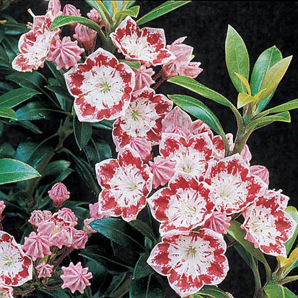 KALMIA LAT 'MINUET' 3G