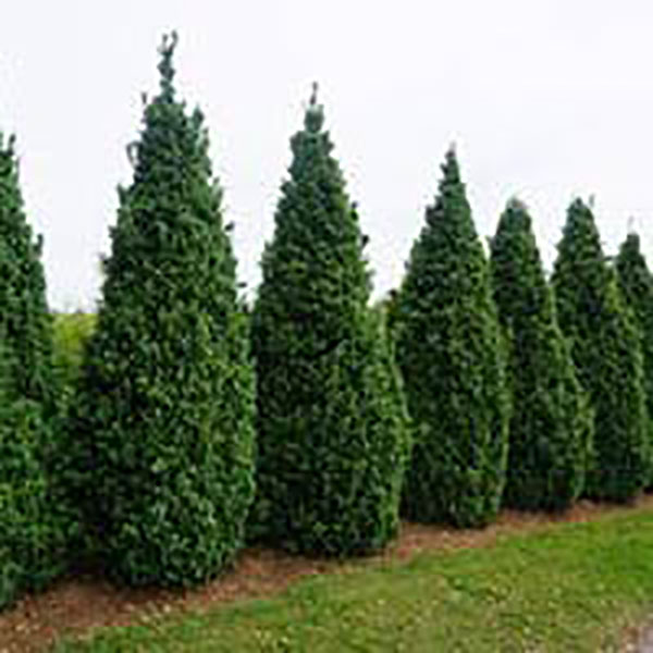 BUXUS SEMP 'DEE RUNK' 42-48"
