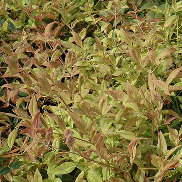 NANDINA 'GULFSTREAM' 3G