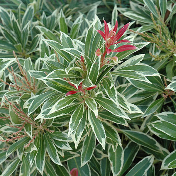 PIERIS JAP 'FIRE N ICE' 1G