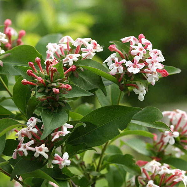 ABELIA 'TWIST OF MANGO' 3G
