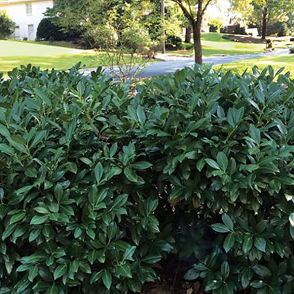 PRUNUS L 'MAJESTIC JADE' 5G