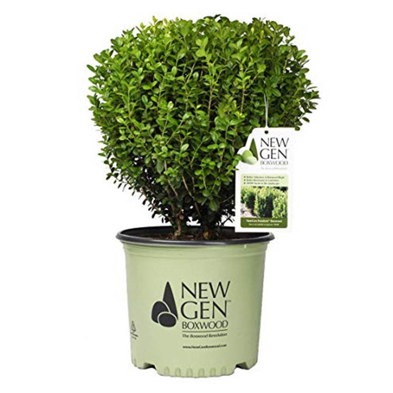 BUXUS NEWGEN 'FREEDOM' 1G