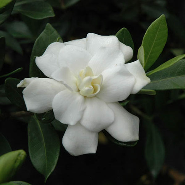 GARDENIA 'CHUCK HAYES' 1G