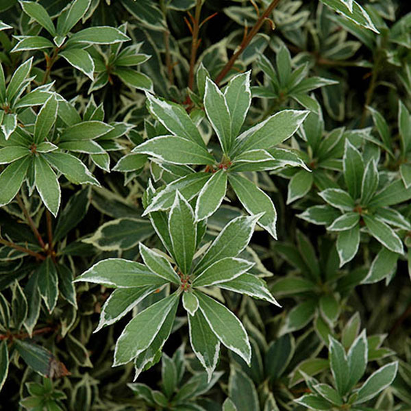 PIERIS JAP 'LITTLE HEATH' 1G