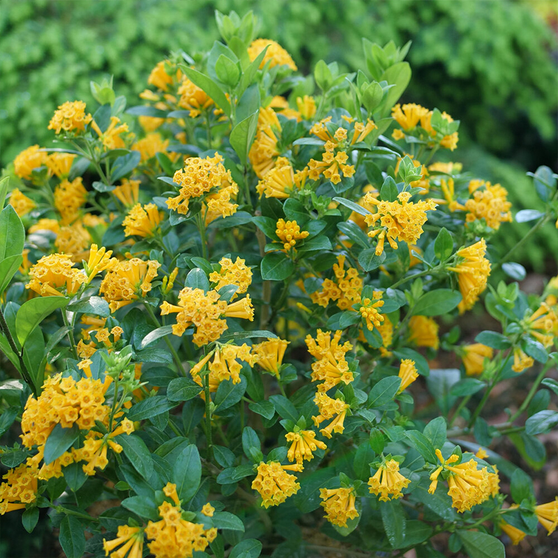 CESTRUM COR 'JUICED ORANGE' 3G