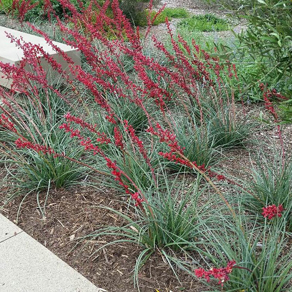 Departments YUCCA PARV 'BRAKE LIGHTS' 2G