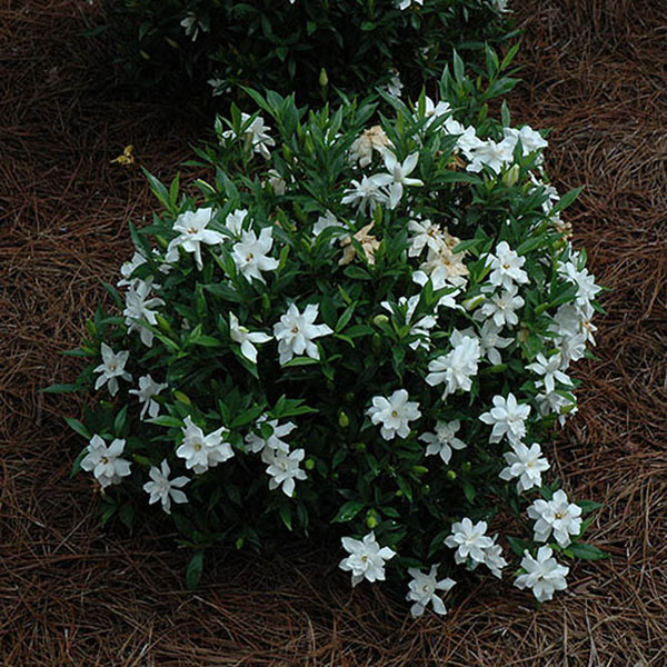 GARDENIA 'FROST PROOF' 3G