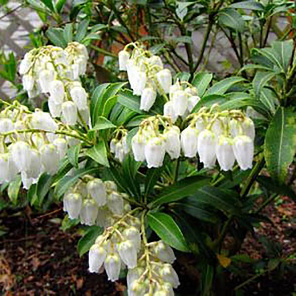 PIERIS JAP 'PURITY' 3G