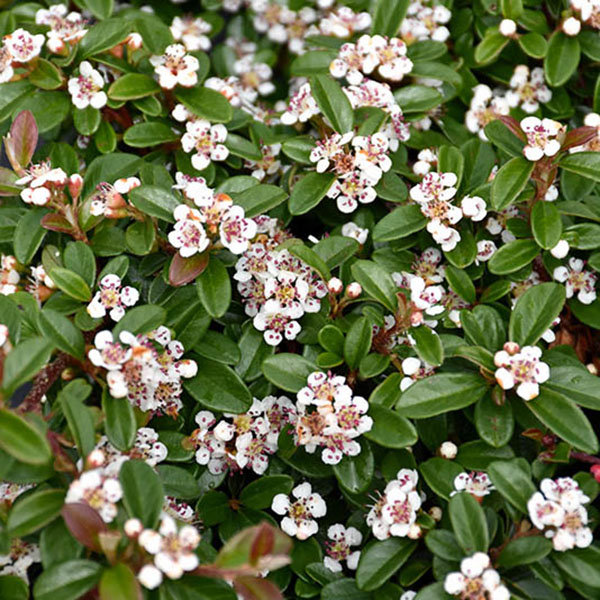 COTONEASTER 'CORAL BEAUTY' 2G