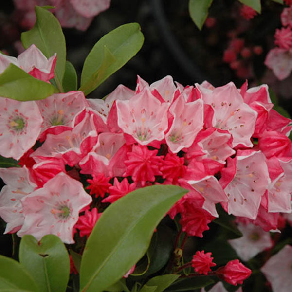 BUXUS SEMP 'DEE RUNK' 10G 30-36"