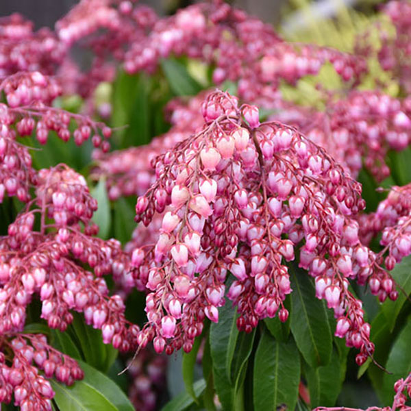 PIERIS JAP 'KATSURA' 3G