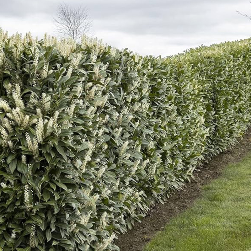 PRUNUS L 'SKINNY SKIP' 10G