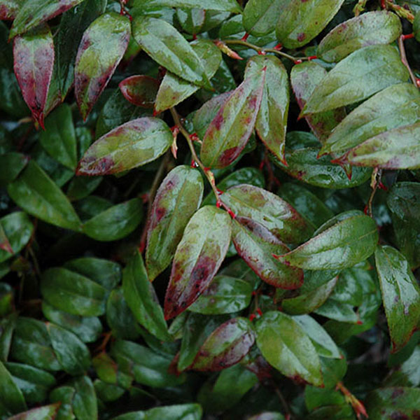 EUONYMUS J 'AUREO MARGINATA' 7G