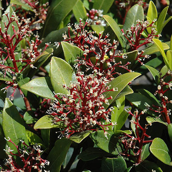SKIMMIA JAP MALE 3G