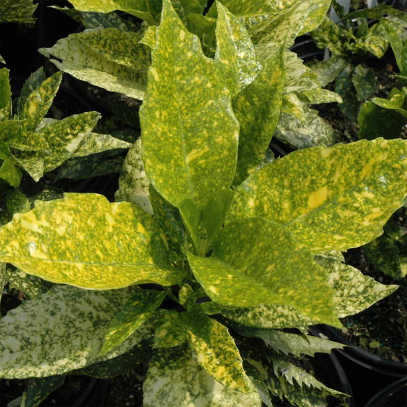 AUCUBA JAP 'GOLD KING' 3G