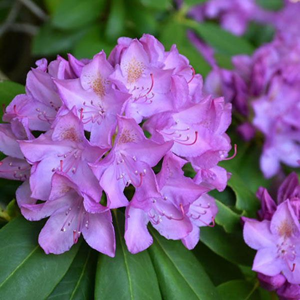 RHODO 'PURPUREUM ELEGANS' 5G